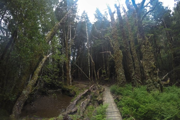 DCIM100GOPROG1253639.