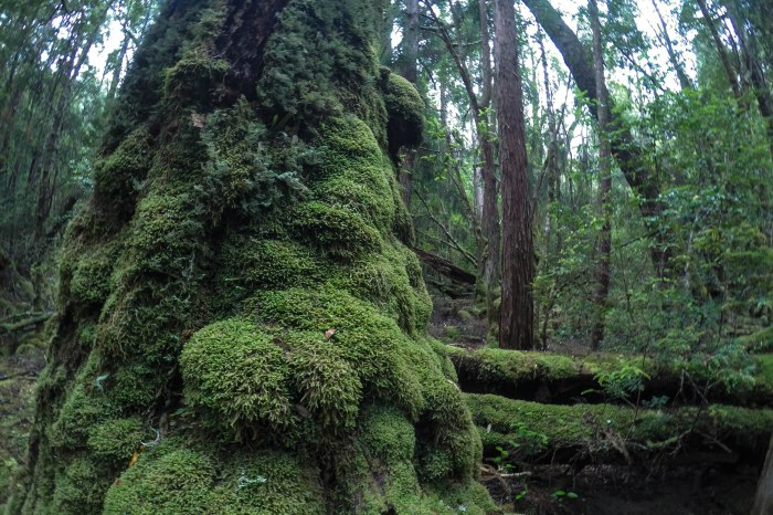 DCIM100GOPROG1303646.