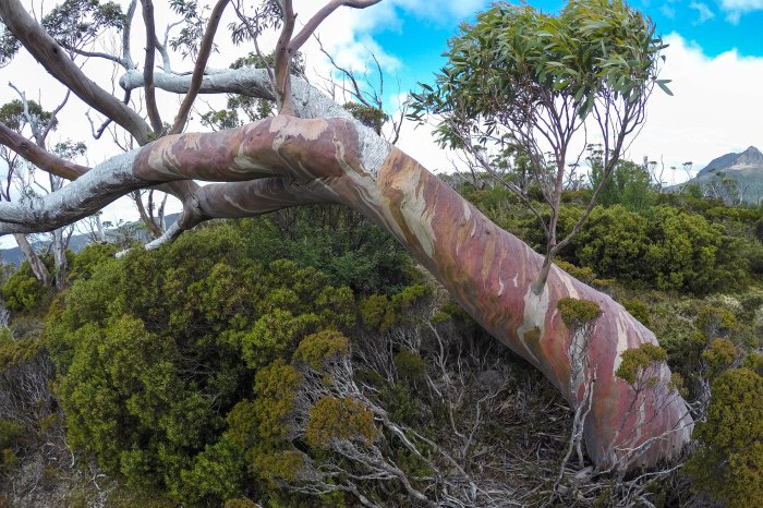 DCIM100GOPROG1643709.